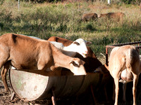 2009 Cabras in Roca Azul