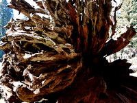 Les racines d'un séquoia déraciné -- The roots of a uprooted sequoia