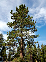 Sequoia sempervirens (Sequoia côtier). Il est moins large mais plus haut que le séquoia géant. --- Sequoia sempervirens (Coast redwood). It is taller but less large that the giant sequoia.