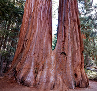 Séquoias jumeaux -- Twin sequoias