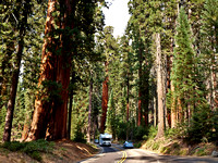 Des séquoias  majestueux bordent la route. -- Majestic sequoias border the road.