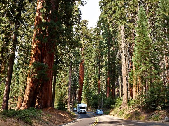 Des séquoias  majestueux bordent la route. -- Majestic sequoias border the road.