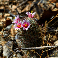 Pique-aiguilles -- Pincushion cactus