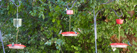 2023-09-15 Mangeoires de colibris en Arizona -- Hummingbird feeders in Arizona