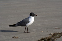 Laughing Gull - Mouette atricille