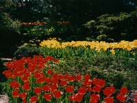 1995 Royal Botanical Gardens, Hamilton, au temps des tulipes