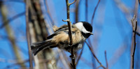 2022-02-04 Sanctuaire d'oiseaux -- Bird Sanctuary