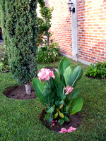Did you know you had a canna plant !