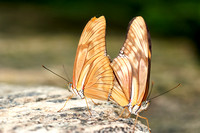 2007 Niagara - Butterfly Garden