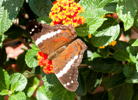 The lantanas are visited by many different butterflies.