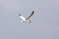 "It's a crab and it's mine! " Forster's Tern - « C'est un crabe et il est à moi! » Sterne de Forster