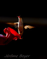 2011 Colibris et orioles --- Hummingbirds and Orioles