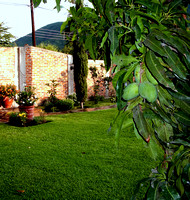 The mangoes are all ready to eat now.