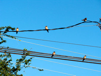 Swallows