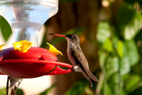 Our resident hummingbird named "Caporal" because he guards the feeder as his own.