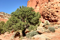 Genévrier ancien et trous dans le rocher sur le sentier -- Old juniper and holes in the rock ont the trail