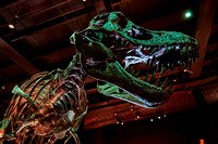Allosaurus