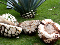 La plante prend dix ans à mûrir. La vraie tequila contient 100 % d'agave bleue.--- The plant takes ten years to mature. True tequila is 100 % blue agave.