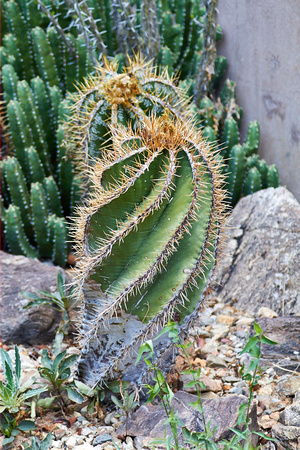 Jérôme - Louise Boyer | 2013 Desert Museum, Tucson 8 Sept. | Cactus ...